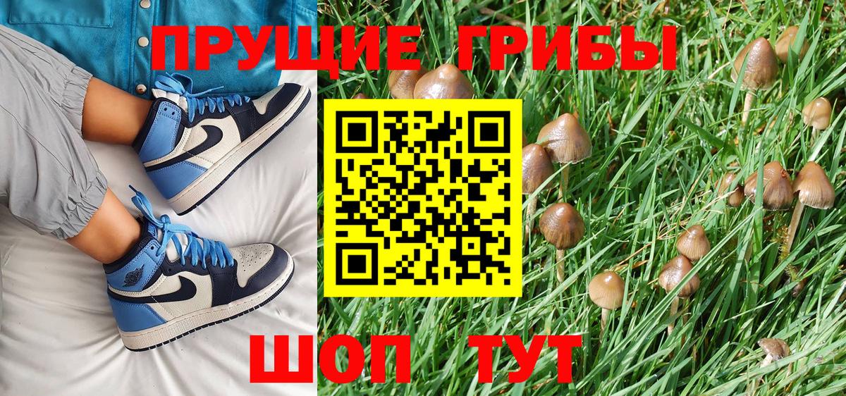 Чистополь  купить   Вход с VPN  Галлюциногенные грибы Psilocybe  Псилоцибиновые грибы Cubensis 